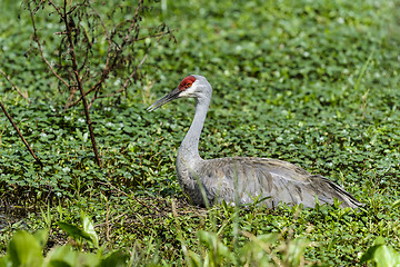 Image showing sandhill crane, grus canadensis