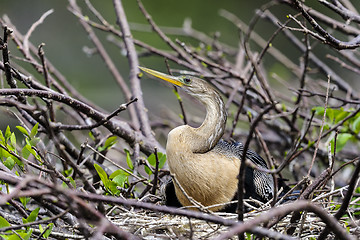 Image showing anhinga, anhinga anhinga, water turkey