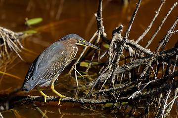 Image showing green heron,  butorides virescens