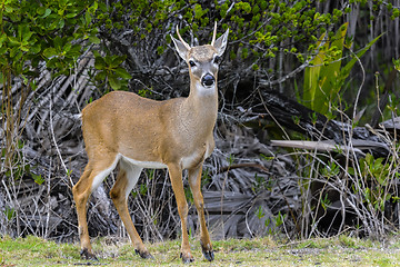 Image showing key deer, odocoileus virginianus clavium