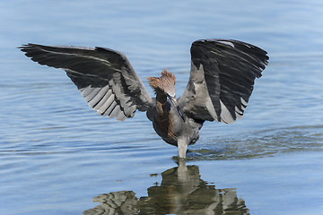 Image showing reddish egret,  egretta rufescens