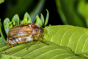 Image showing forest cockchafer, melolontha hippocastani