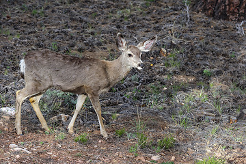 Image showing mule deer, az