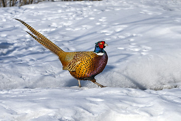 Image showing common pheasant, phasianus colchicus