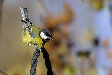 Image showing great tit, parus major