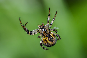 Image showing araneus quadratus