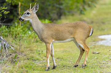 Image showing key deer, odocoileus virginianus clavium