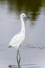 Image showing egretta caerulea, little blue heron