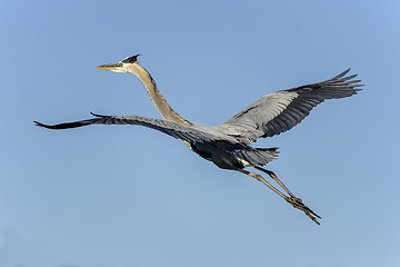 Image showing great blue heron, ardea herodias