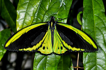 Image showing cairns birdwing,  ornithoptera euphorion