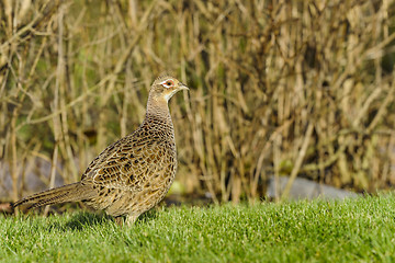 Image showing common pheasant, phasianus colchicus