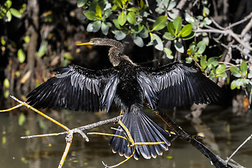 Image showing anhinga, anhinga anhinga, water turkey