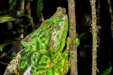 Image showing parson’s chameleon, andasibe