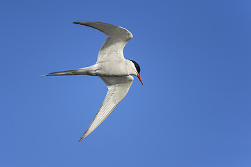 Image showing arctic tern, sterna paradisaea