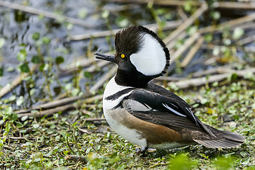 Image showing hooded merganser, lophodytes cucullatus