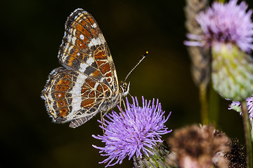 Image showing araschnia levana, map butterfly