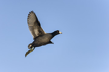 Image showing american coot, fulica americana