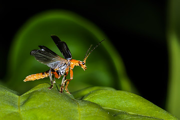 Image showing cantharis pellucida