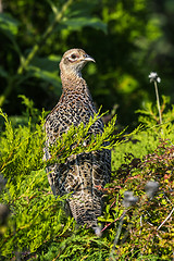 Image showing common pheasant, phasianus colchicus