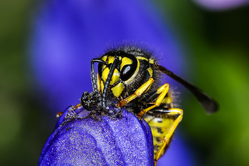 Image showing german wasp, vespula germanica