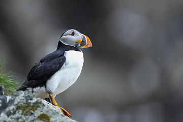 Image showing atlantic puffin, fratercula arctica