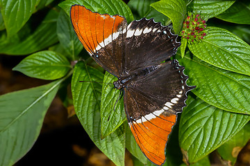 Image showing brown siproeta, siproeta epaphus