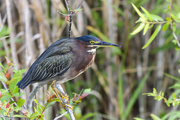 Image showing green heron,  butorides virescens