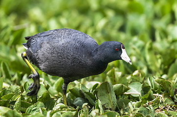 Image showing american coot, fulica americana