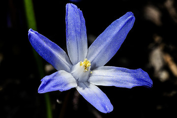 Image showing glory of the snow, chionodoxa luciliae