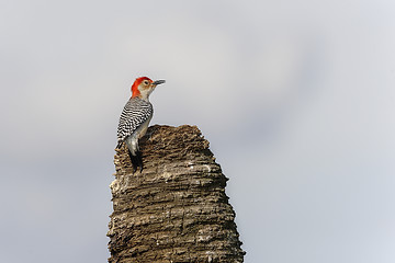 Image showing melanerpes carolinus, red-bellied woodpecker