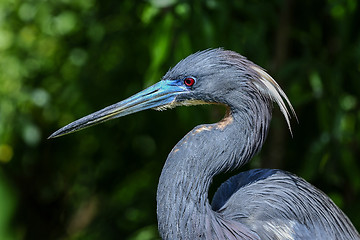 Image showing egretta tricolored, louisiana heron, tricolored heron