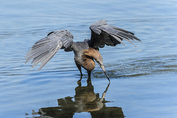 Image showing reddish egret,  egretta rufescens