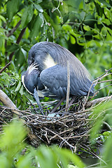 Image showing egretta tricolored, louisiana heron, tricolored heron