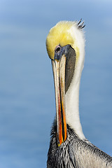 Image showing brown pelican, pelecanus occidentalis