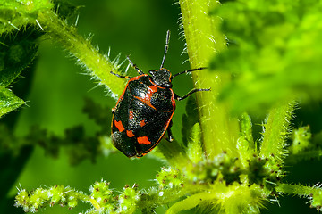 Image showing eurydema oleracea, rape bug