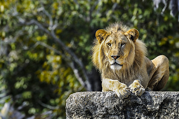 Image showing lion, panthera leo