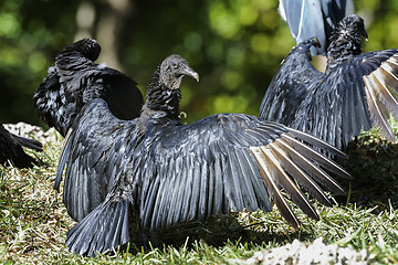 Image showing coragyps atratus, black vulture