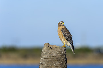 Image showing buteo lineatus, red-shouldered hawk