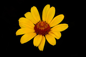 Image showing smooth oxeye