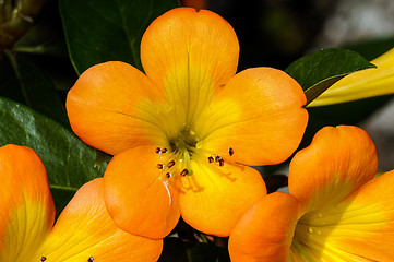 Image showing christo rey, tropical rhododentron