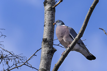 Image showing columba palumbus, common wood pigeon