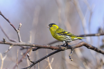 Image showing eurasian siskin, carduelis spinus