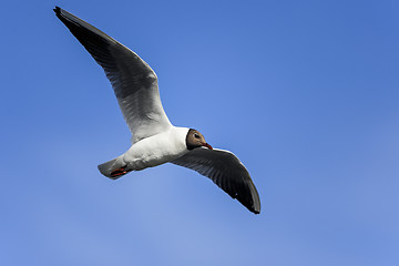 Image showing black-headed gull, larus ridibundus