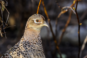 Image showing common pheasant, phasianus colchicus