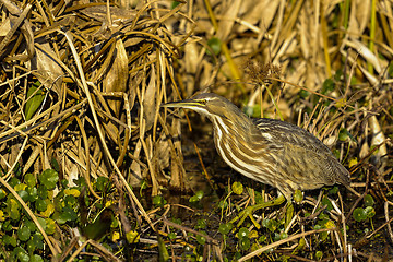 Image showing american bittern, botaurus lentiginosus