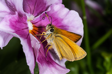 Image showing essex skipper, thymelicus lineola