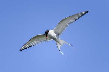 Image showing arctic tern, sterna paradisaea