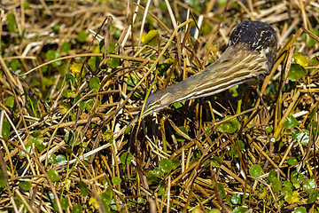 Image showing american bittern, botaurus lentiginosus