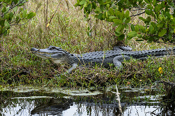 Image showing alligator mississippiensis, american alligator