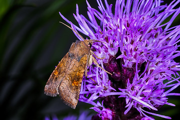 Image showing amphipoea fucosa